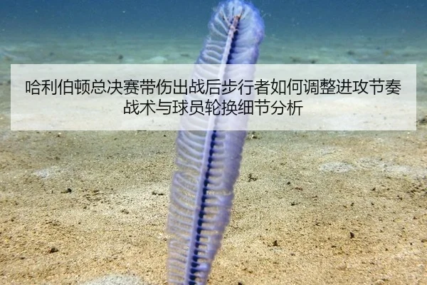 哈利伯顿总决赛带伤出战后步行者如何调整进攻节奏 战术与球员轮换细节分析